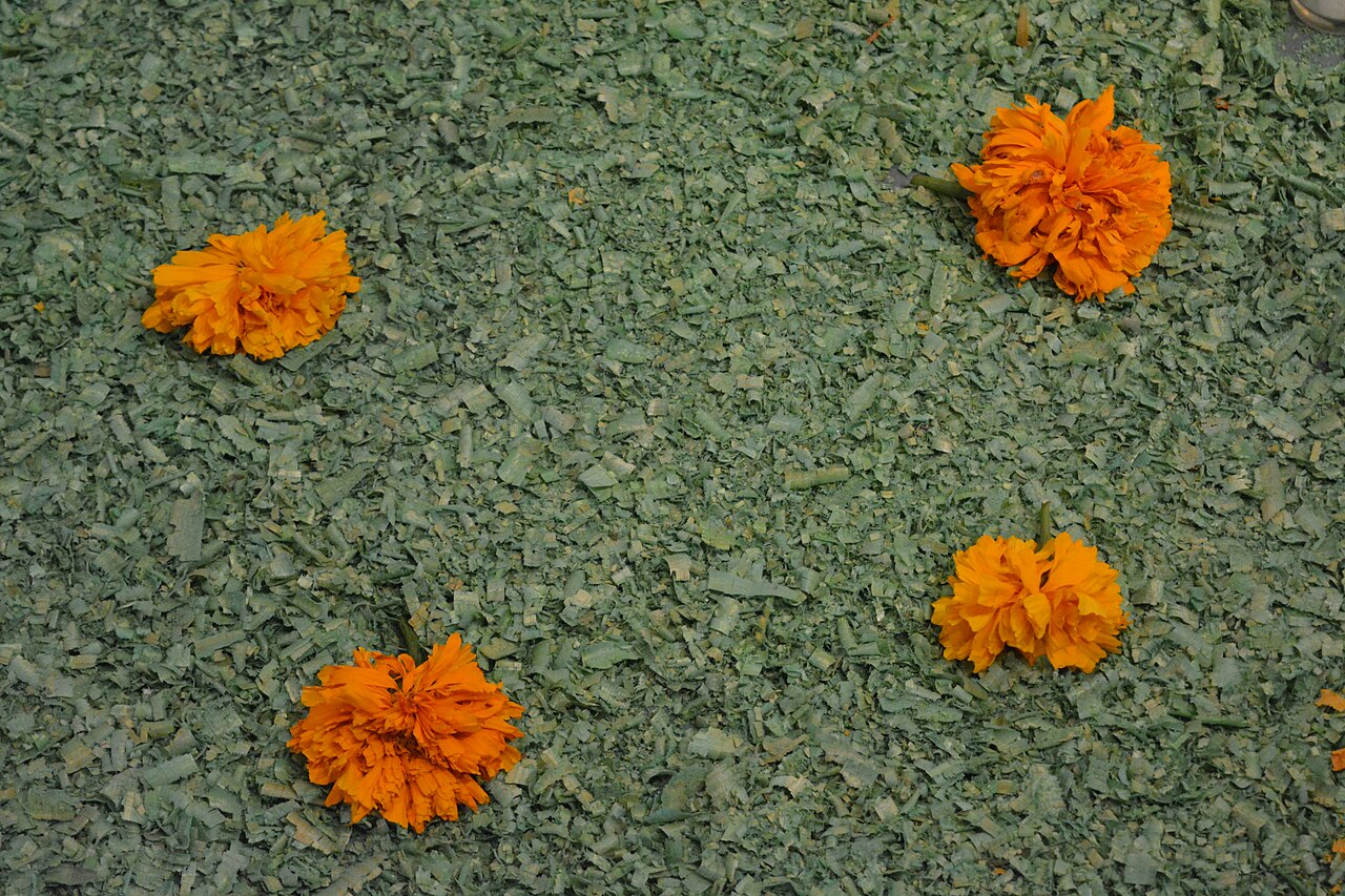 Flores anaranjadas de cempasúchil sobre una base de hojas verdes en una ofrenda
